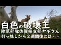 【白色の破壊王！我らが除草部隊佐賀県支部ヤギさんの爆食！】恐ろしや(;'∀')ということで最速お引越しします！