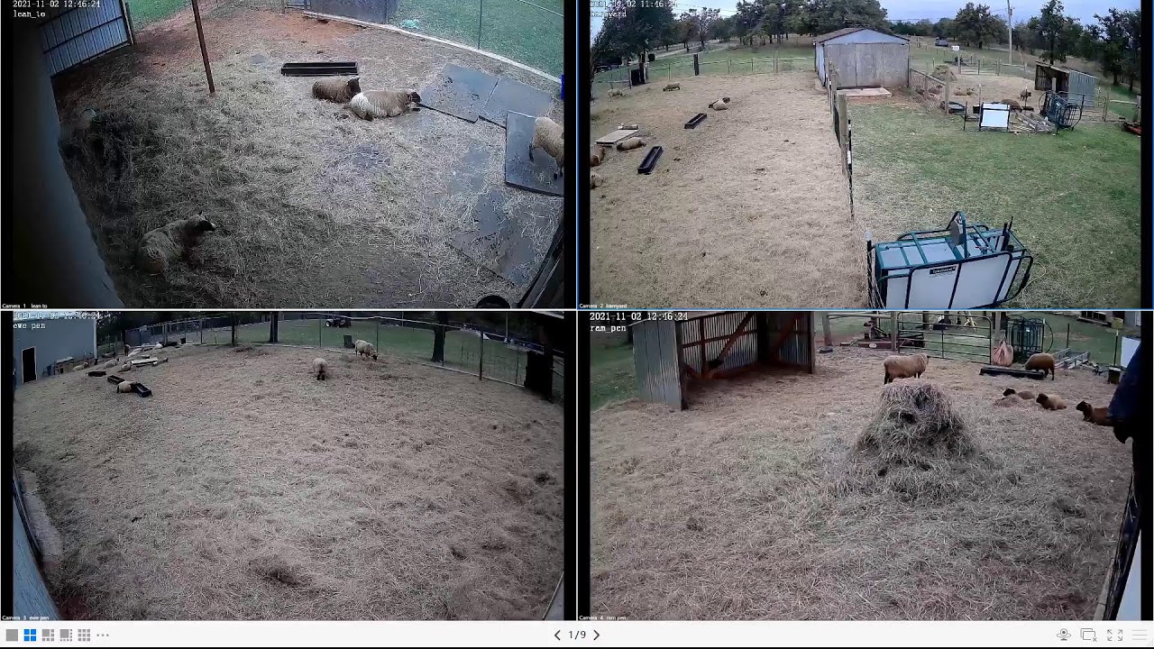 Dreary Morning Sheep Stream | Oklahoma Ranch Life