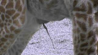 キリンの赤ちゃん オシッコの時間が長い？~Masai Giraffe Baby