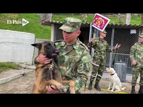 ¿Cómo se entrenan en el ejército los perros de rescate?
