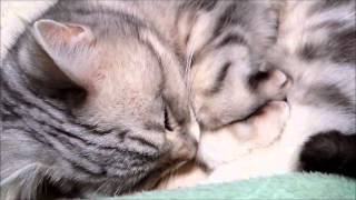 癒し系 ネコの可愛い寝息 Youtube 癒し系 ネコの可愛い寝息 Youtube