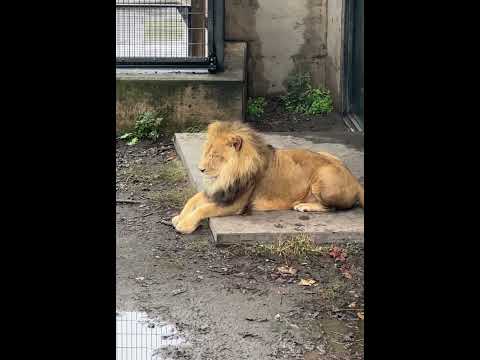 オリトくん　旭山動物園 / Lion in Asahiyama Zoo.