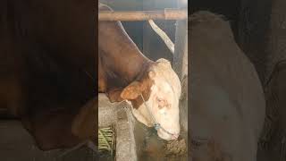 Dapet kiriman video sapi harga 25 juta#