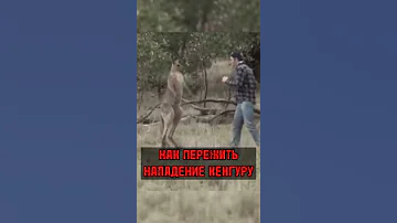 Как Выжить От Нападения Кенгуру! 🦘 #shorts
