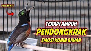 TERAPI KOLIBRI NINJA GACOR FULL ISIAN ROLL TEMBAK !! PANCINGAN KONIN BAHAN AGAR CEPAT NGOBRA EMOSI