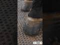The Largest Hoof I Have Ever Had To Trim. Horse Restoration Front Hooves. #horse #donkey #hoof #asmr