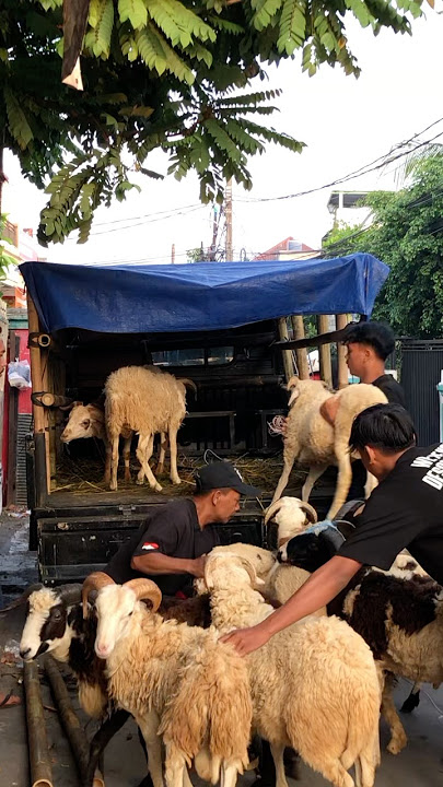 Pengiriman Domba Sangkalan 0878-7379-7537🔥 #dombagarut #dombaqurban #goat #dombagarutkontes