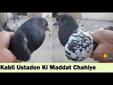 kabootar samvidhan High Flyer Pigeons Experts We Need some Help - in Urdu Hindi