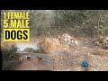 street dog fight//one female dog meeting before five male dogs