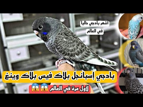 أشهر طائر بادجي في العالم حاليا ظهور تركيبة بادجي بلاك فيس بلاك وينغ إسبانجل أول مرة في باكستان