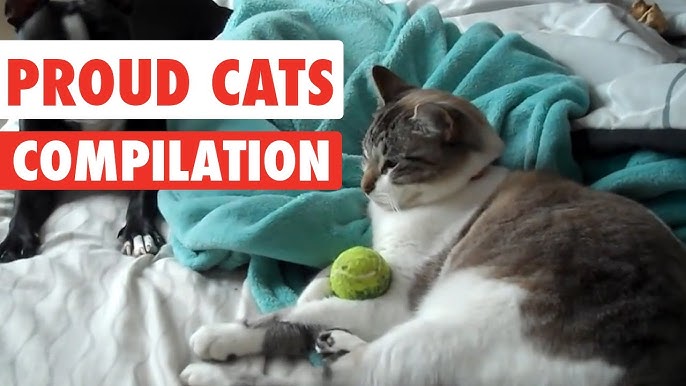 Video: AFV cats help battle the 'Mondays