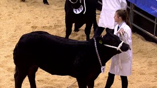 Pencampwriaeth Trinwyr Ifanc Gwartheg - Rhan 1 | Young Cattle Handler Championship Part 1