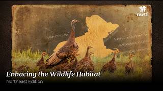 Forests and Flocks: The Sunderland Project