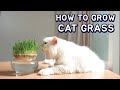 How to grow cat grass at home by soil less easy method