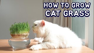 How to Grow Cat Grass at Home by Soil Less Easy Method by NoLi 123,056 views 3 years ago 6 minutes, 36 seconds