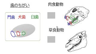 5. 肉食動物と草食動物(サムネイル画像)