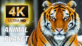 Wild Animals 4K - The Exciting World of Young Animals  Relaxing Movie Beautiful Scenery