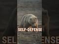 The BEST GRIZZLY BEAR Defense #shorts