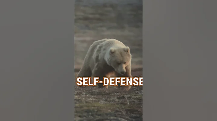 The BEST GRIZZLY BEAR Defense #shorts