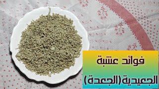 فوائد عشبة 🌿 الجعيدية (الجعدة) في معالجة الجروح و طرد الديدان... ، سبحان الله الخالق.