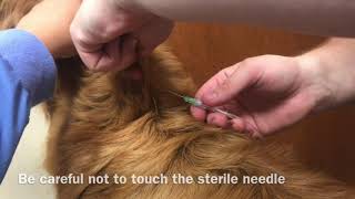 How To Give Subcutaneous Fluids To Your Dog or Cat