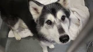 acs A430374
