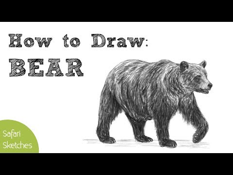 Video: How To Draw A Bear In Stages