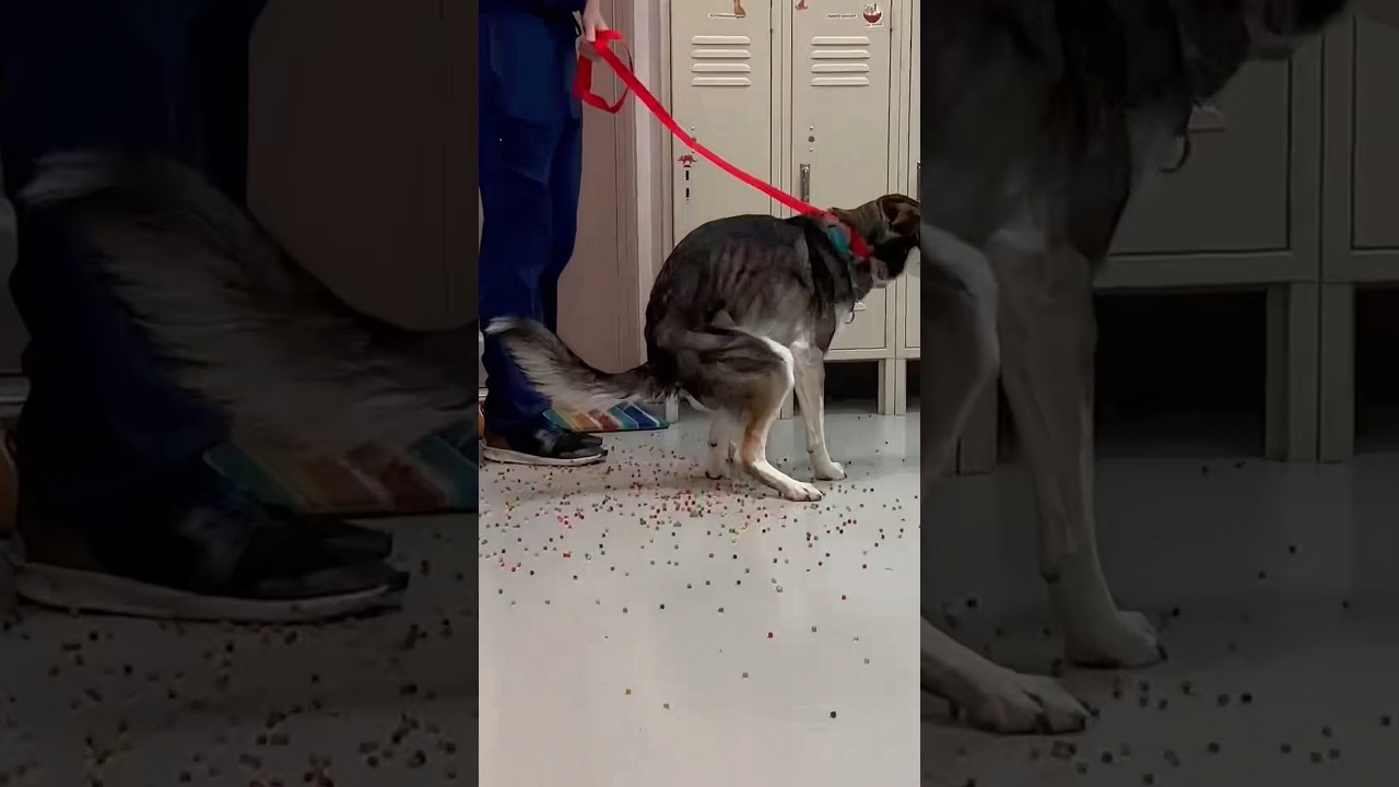 Can Dogs Eat Orbeez? #goodtoknow #vet #medicine #funfacts #lifehacks #educational #survival #hack