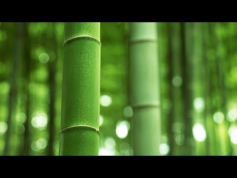 Video: ¿Qué tiene de especial el bambú?