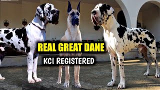 Harlequin great dane kci registered great dane for sale | Fawn color great dane