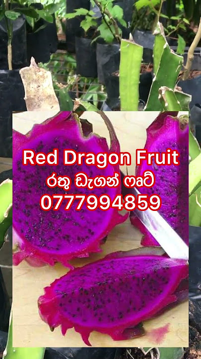 Red Dragon Fruit