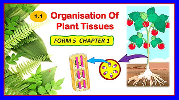 Biology Form 5 KSSM  Chapter 1 (1.1) ORGANISATION OF PLANT TISSUES