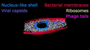 Assembly of a Nucleus-Like Structure During Viral Replication in Bacteria