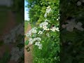 Nature walk! #bankholiday #thingstodo #localpark #thebeekeeper