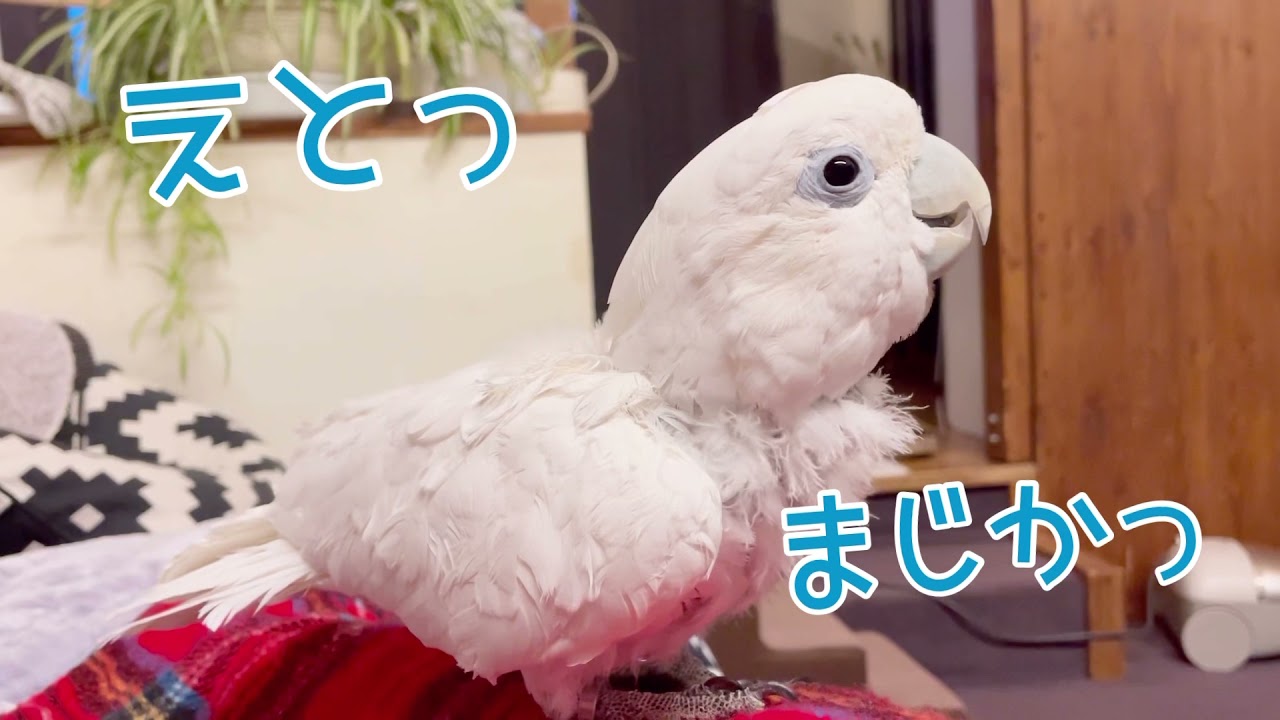 [おしゃべりガブさん］マンボマンボ！うっ！Gabu and his boon buddies