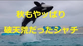 シャチたちの歯磨き 鴨川シーワールド 鴨川シーワールド Kamogawa Sea World Killer Whales Orca Youtube シャチたちの歯磨き 鴨川シーワールド 鴨川シーワールド Kamogawa Sea World Killer Whales Orca Youtube