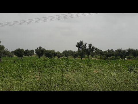 Live At Farm - YouTube