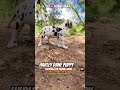 🔥Bengaluru Puppies 🔥 | ❤️GREAT DANE Puppies Looking for Homes🏡🐶  #shorts
