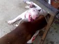 Bull Terrier Vs Pit bull Red Nose fighting for the water
