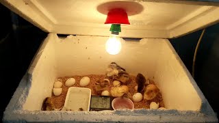 DIY-Homemade Incubator for Chicken Eggs || Baby Chicks Hatching || Hatching Eggs In Egg Incubator