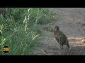 safariLIVE - Sunset Safari - January 22, 2019