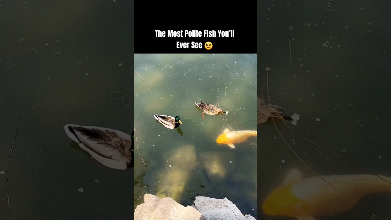 Even the Fish Waited Its Turn… 🥹 #foryou