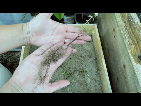 Video: Metode de propagare a anasonului – Cum este propagat anasonul