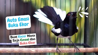 Pancingan Kacer Gacor Agar Tarung! Bagus Untuk Mendongkrak Emosi Kacer Lain Auto Buka Ekor