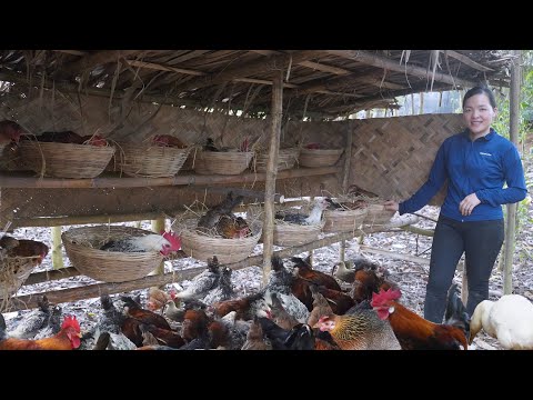 Process of building nest system out of bamboo for free - range Chickens. Amy | Green forest life