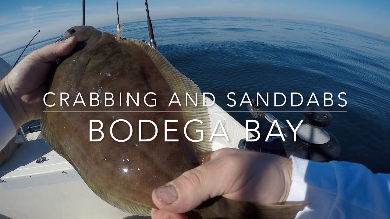 Crabbing, Sanddabs, and More at Bodega Bay YouTube