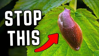 Can You ACTUALLY Stop Slugs Eating Your Plants?