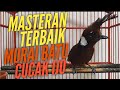 Cililin Bulu Cokelat Ngerol Cepat Dan Gacor Tembakan Kasar Masteran Terbaik Murai Batu Dan Cucak Ijo Mp3 - Mp4 Download