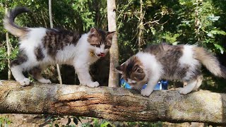 2️⃣CAT CUTE - BILLI KARTI CAT - kitten cats funny - moments cats - Animal Funny #11 by ANIMALS 22 383 views 3 weeks ago 3 minutes, 3 seconds