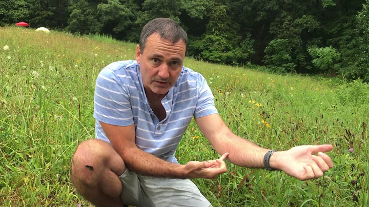 Poison Ivy What To Do If You Come Into Contact